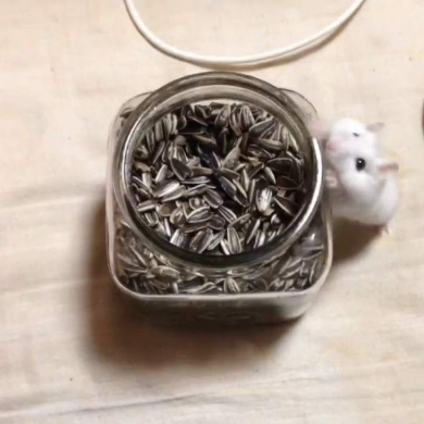 ハムスター おやつ 瓶 入りたい ひまわりの種 毛玉