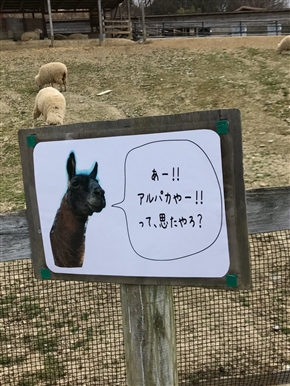 アルパカいる！　「ちゃうで、俺らラマやで」　大阪“ハーベストの丘”のラマさんによるシュールすぎるノリツッコミ