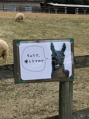 アルパカいる！　「ちゃうで、俺らラマやで」　大阪“ハーベストの丘”のラマさんによるシュールすぎるノリツッコミ