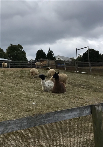 アルパカいる！　「ちゃうで、俺らラマやで」　大阪“ハーベストの丘”のラマさんによるシュールすぎるノリツッコミ