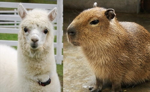 サンシャイン水族館　アルパカ・カピバラ