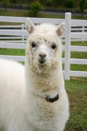 サンシャイン水族館　アルパカ・カピバラ