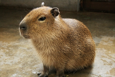 サンシャイン水族館　アルパカ・カピバラ