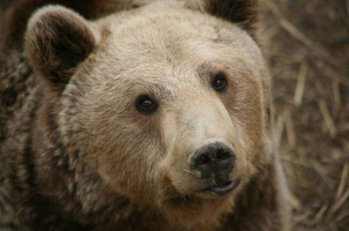 熊 救助 アルバニア 別熊