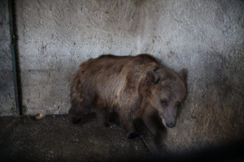 熊 救助 アルバニア 別熊