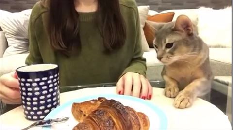 猫 クロワッサン