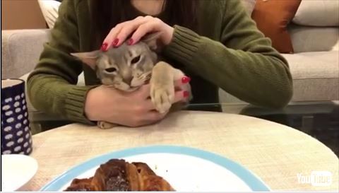 猫 クロワッサン
