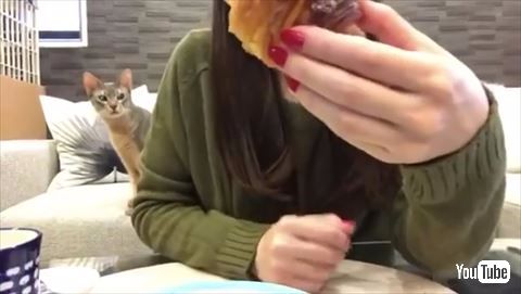 猫 クロワッサン