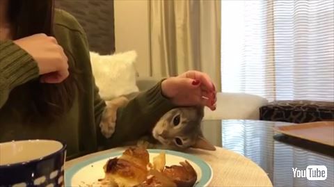 猫 クロワッサン