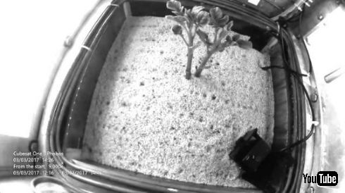 火星 じゃがいも 栽培