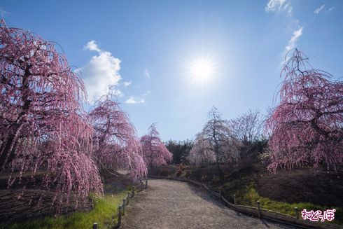 「鈴鹿の森庭園」でしだれ梅