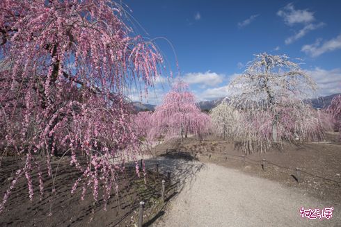 「鈴鹿の森庭園」でしだれ梅