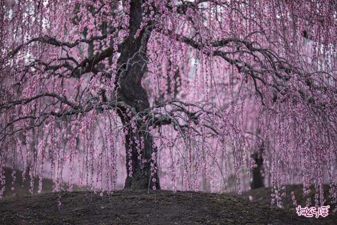 「鈴鹿の森庭園」でしだれ梅