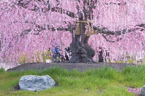 「鈴鹿の森庭園」でしだれ梅