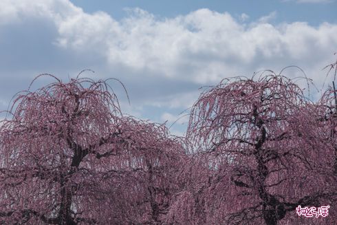 「鈴鹿の森庭園」でしだれ梅