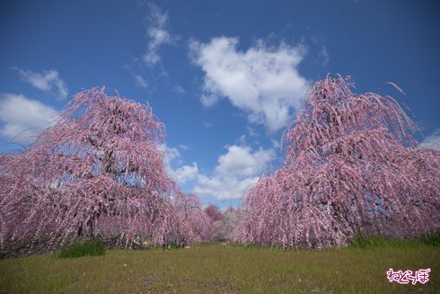 「鈴鹿の森庭園」でしだれ梅