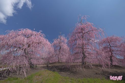 「鈴鹿の森庭園」でしだれ梅
