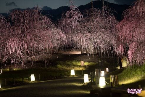 「鈴鹿の森庭園」でしだれ梅