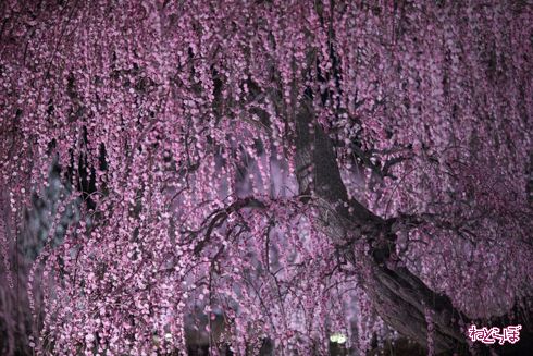 「鈴鹿の森庭園」でしだれ梅