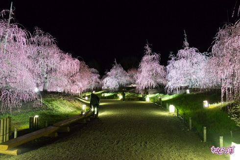「鈴鹿の森庭園」でしだれ梅