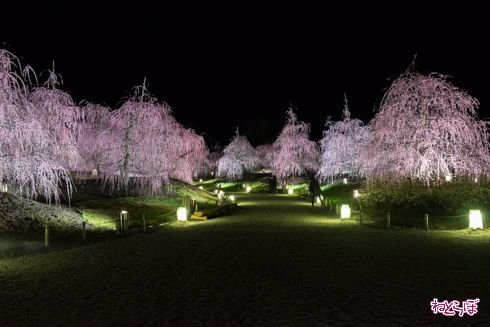 「鈴鹿の森庭園」でしだれ梅
