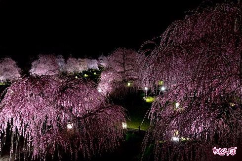 「鈴鹿の森庭園」でしだれ梅