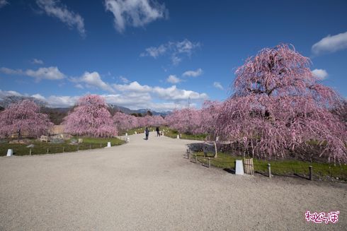 「鈴鹿の森庭園」でしだれ梅