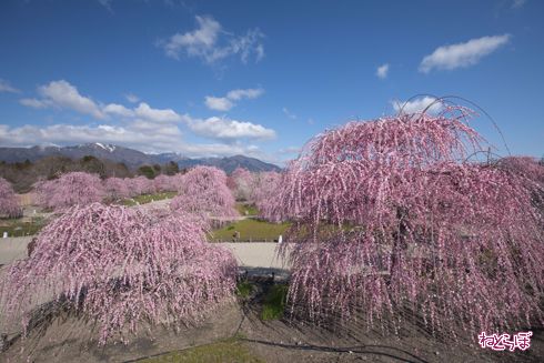 「鈴鹿の森庭園」でしだれ梅