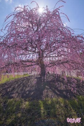 「鈴鹿の森庭園」でしだれ梅