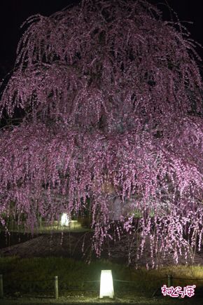 「鈴鹿の森庭園」でしだれ梅