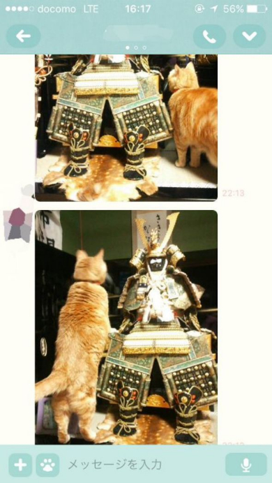 五月人形 猫 勘違い 実家 ホームシック