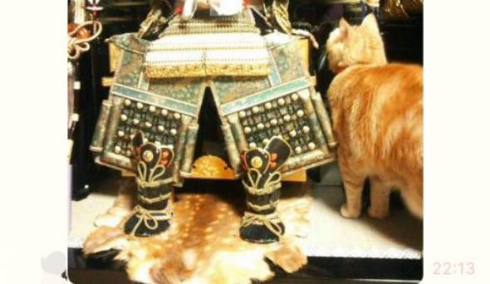 五月人形 猫 勘違い 実家 ホームシック