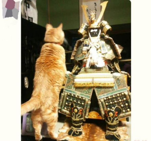 五月人形 猫 勘違い 実家 ホームシック