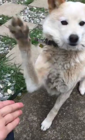 お手失敗ワンコ