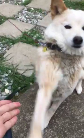 犬 お手 外す ドヤ顔