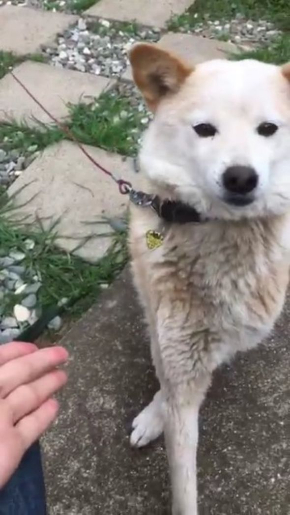 犬 お手 外す ドヤ顔