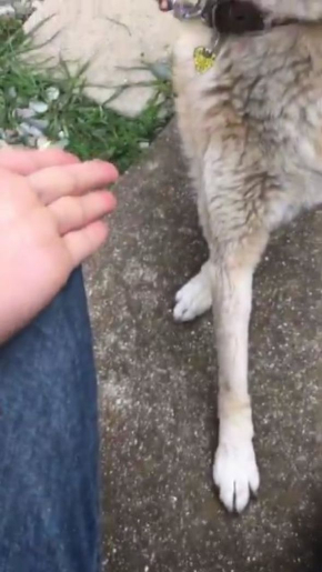 犬 お手 外す ドヤ顔