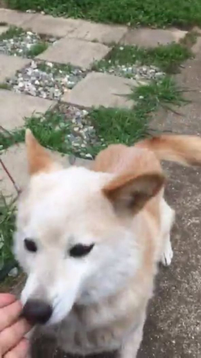 犬 お手 外す ドヤ顔