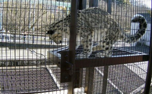 ユキヒョウ にゃん クリックぼきん 東山動植物園 ブラザー
