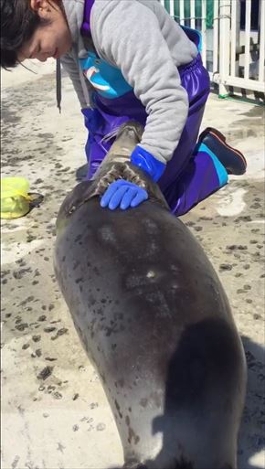 アザラシシーパラダイス