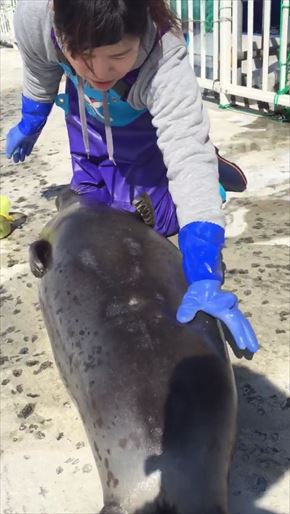 アザラシシーパラダイス