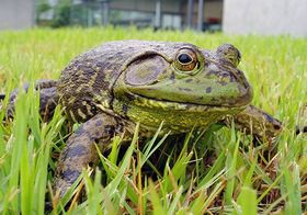 突撃!!となりの外来種　なかがわ水遊園
