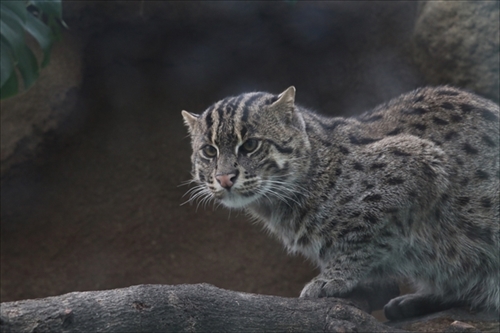 神戸どうぶつ王国スナドリネコ他