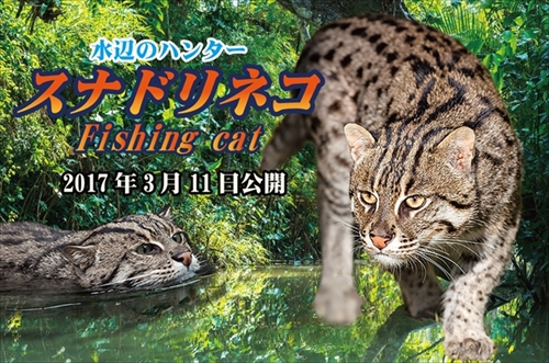 神戸どうぶつ王国スナドリネコ他