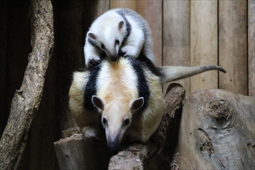 神戸どうぶつ王国スナドリネコ他