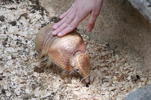 神戸どうぶつ王国スナドリネコ他