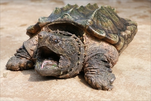 神戸どうぶつ王国スナドリネコ他