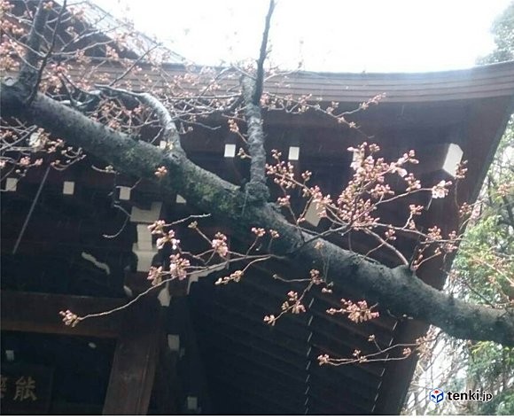 サクラの開花