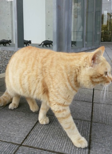 尾道市立美術館 招き猫亭コレクション 猫まみれ展 侵入