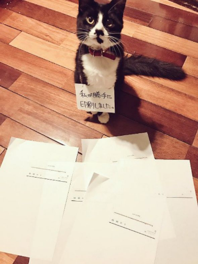 ツイート未遂 印刷 猫 犯人